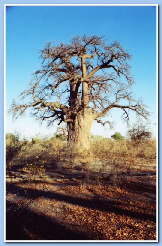 Baobab