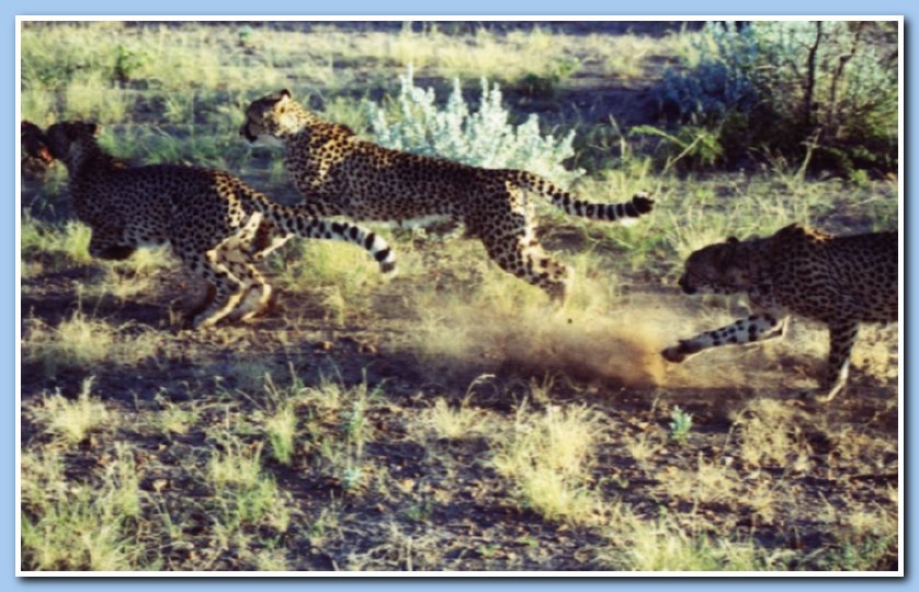 Cheetahs